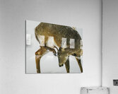 White tail scratching Acrylic Print