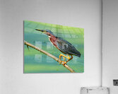 Green Heron hunting Acrylic Print