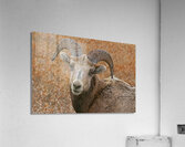 The look- bighorn sheep Impression acrylique