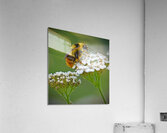 Honeybee on flower Acrylic Print