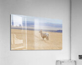 Bighorns in the Badlands Acrylic Print