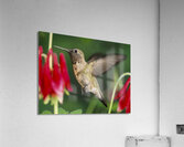 Hummer in the red Acrylic Print