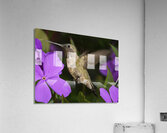 Hummer in the purple Acrylic Print