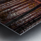 Morning light in the pines Metal print