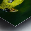 Goldfinch Feeding Metal print