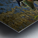 Wood Duck in Minnesota Metal print