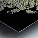 Wild Carrot Wildflower Metal print