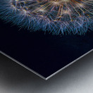 Dandelion Burst Metal print