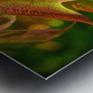 Viburnum sargentii Koehne Metal print