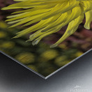 Yellow Dahlia Metal print