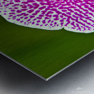 Pink Orchid Metal print