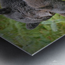 Mom and Cub Impression metal