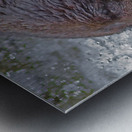 Grizzly bear and dinner Metal print