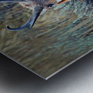 Pronghorn Antelope Metal print