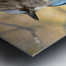 Steller Jay Metal print