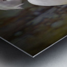 Great egret in Everglades Metal print