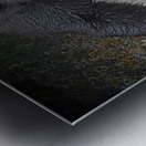 Black bear dinner Metal print