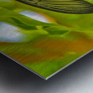 Scarlet Swallowtail Butterfly Metal print