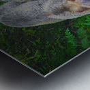 Alaskan Grizzly Bears Metal print