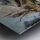 New Zealand fur seals Metal print