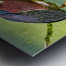 Green Heron  Metal print