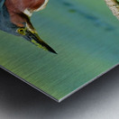 Green Heron hunting Metal print