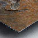 The look- bighorn sheep Impression metal