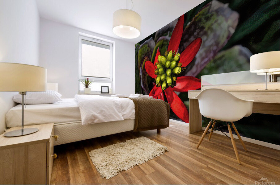 Euphorbia on Display Impression murale