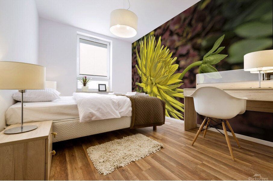 Yellow Dahlia Mural print