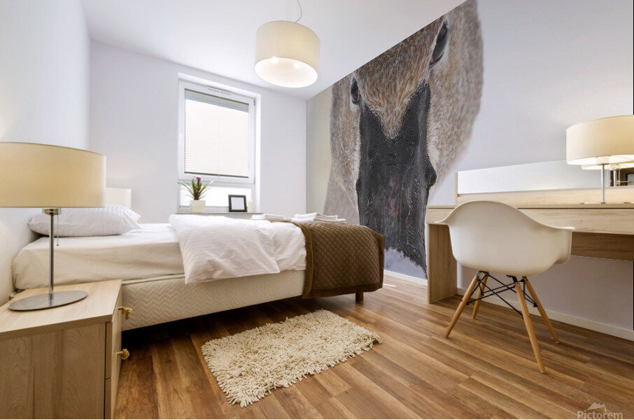 Trumpter swan Mural print