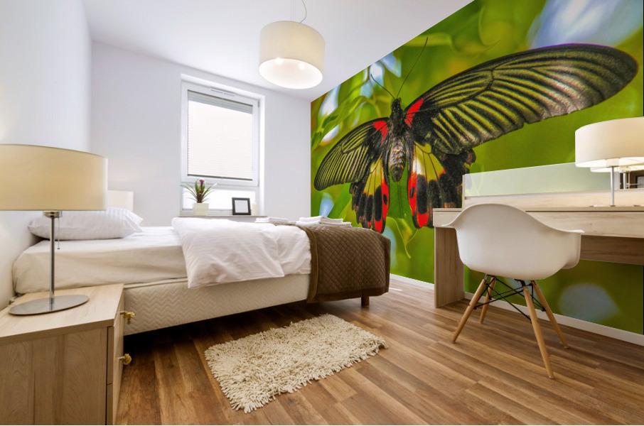 Scarlet Swallowtail Butterfly Mural print