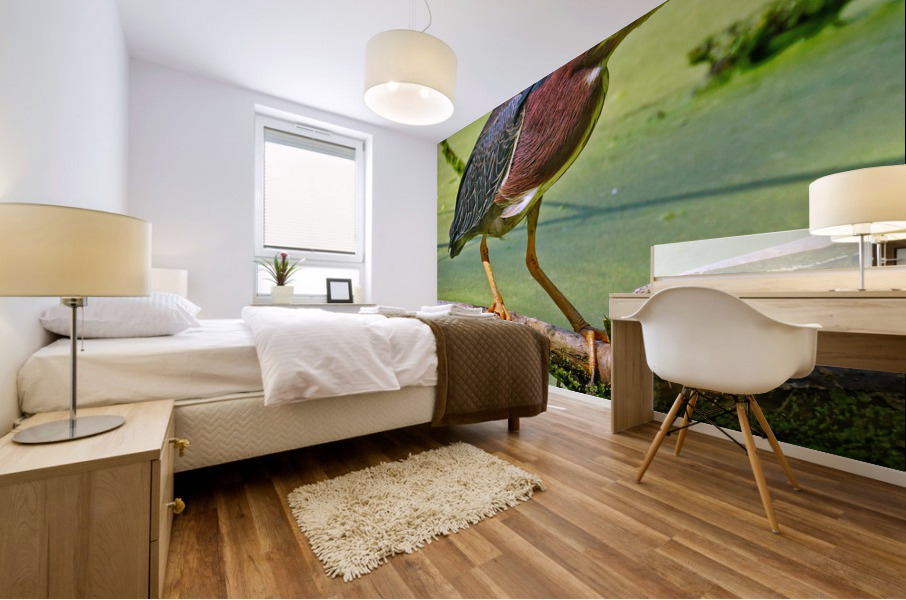 Green Heron  Mural print