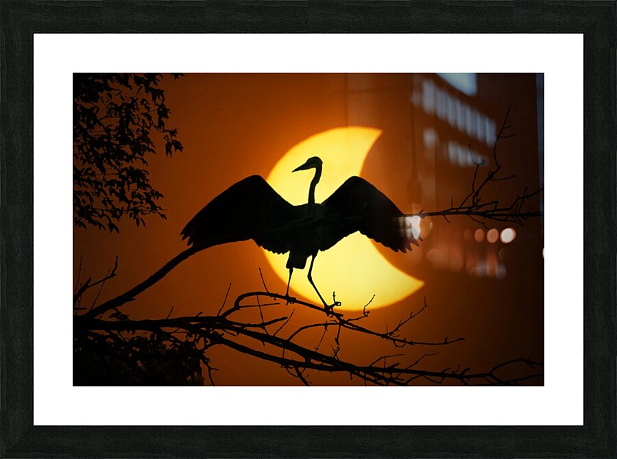 Egret Eclipse - 2017 Picture Frame print