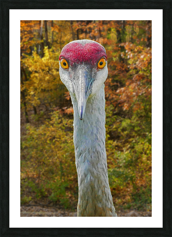 Big Eyes Sandhill Crane Picture Frame print