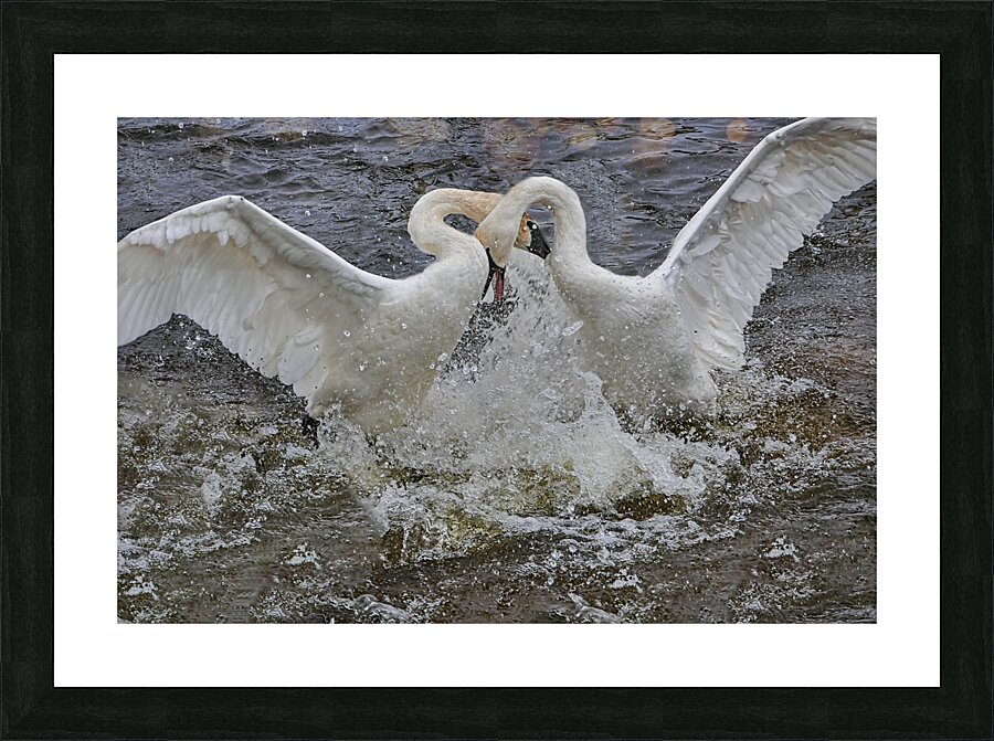 Battling Swans Picture Frame print