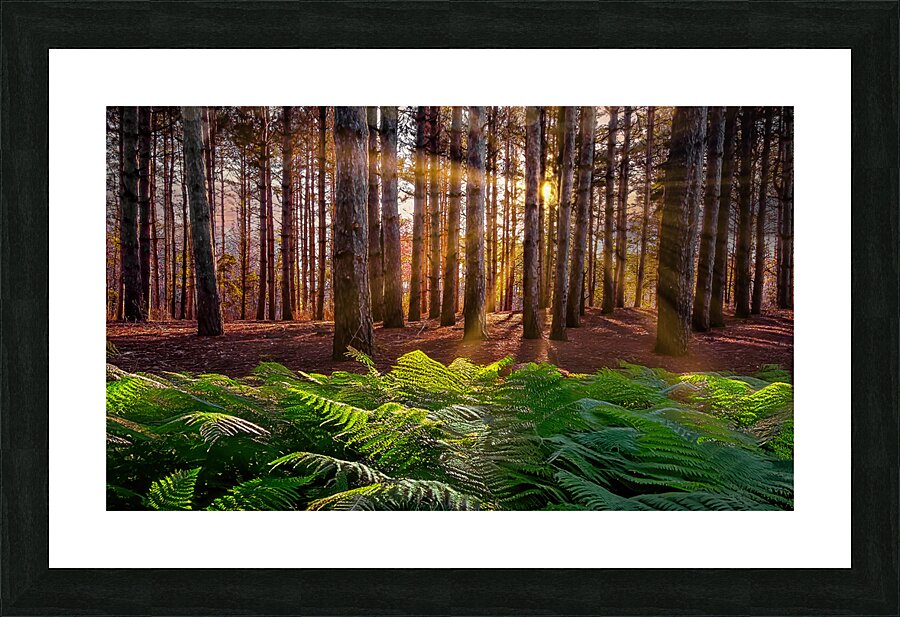 Morning light in the pines Picture Frame print