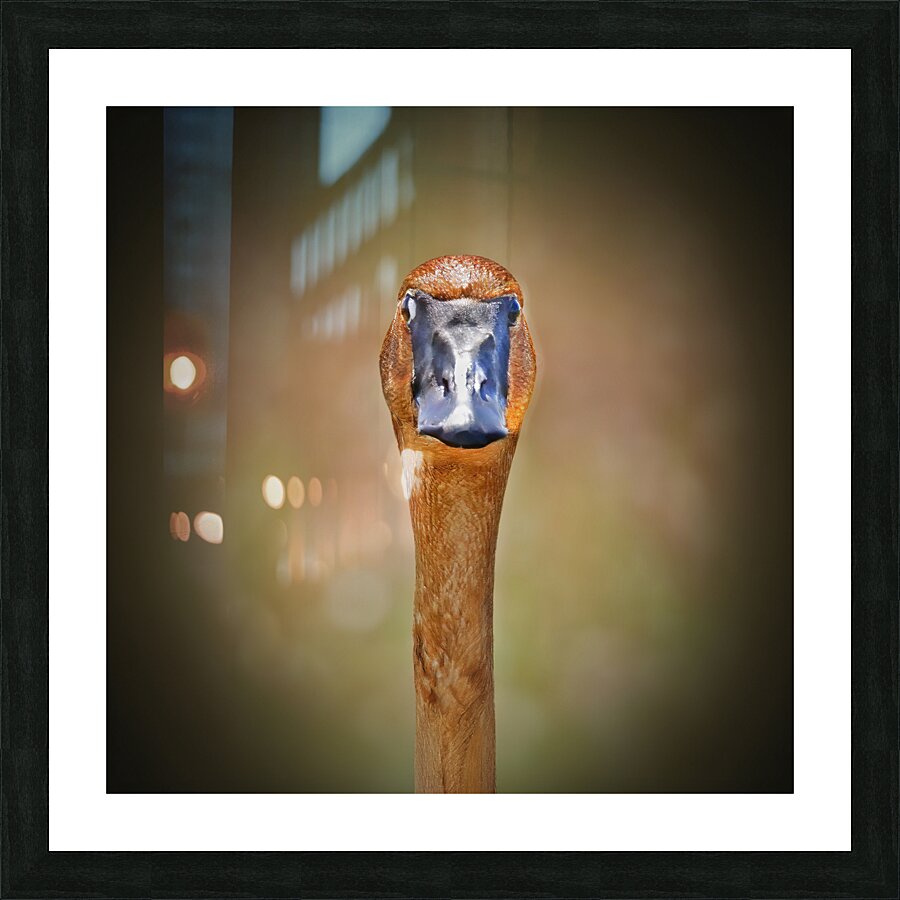 Foraging in the mud Impression et Cadre photo