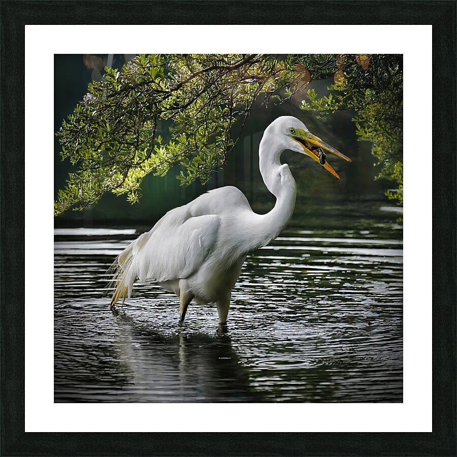 Just lunch  Impression et Cadre photo