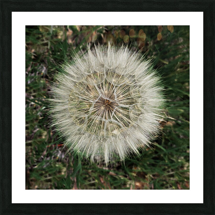 Dandelion Blow-ball Impression et Cadre photo