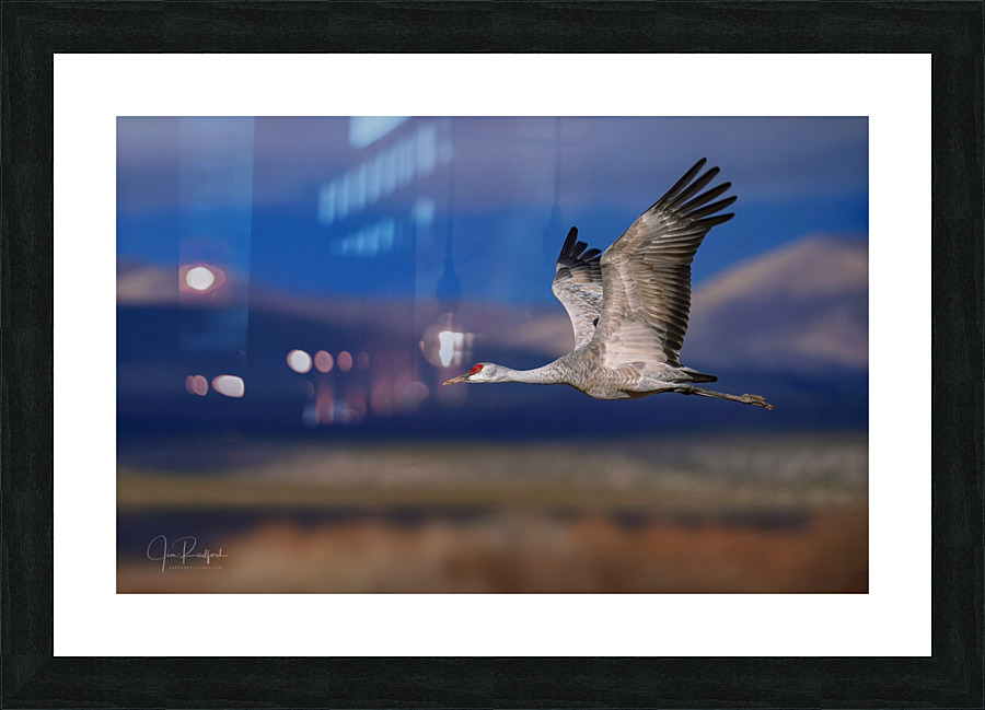 Crane over the Bosque Picture Frame print