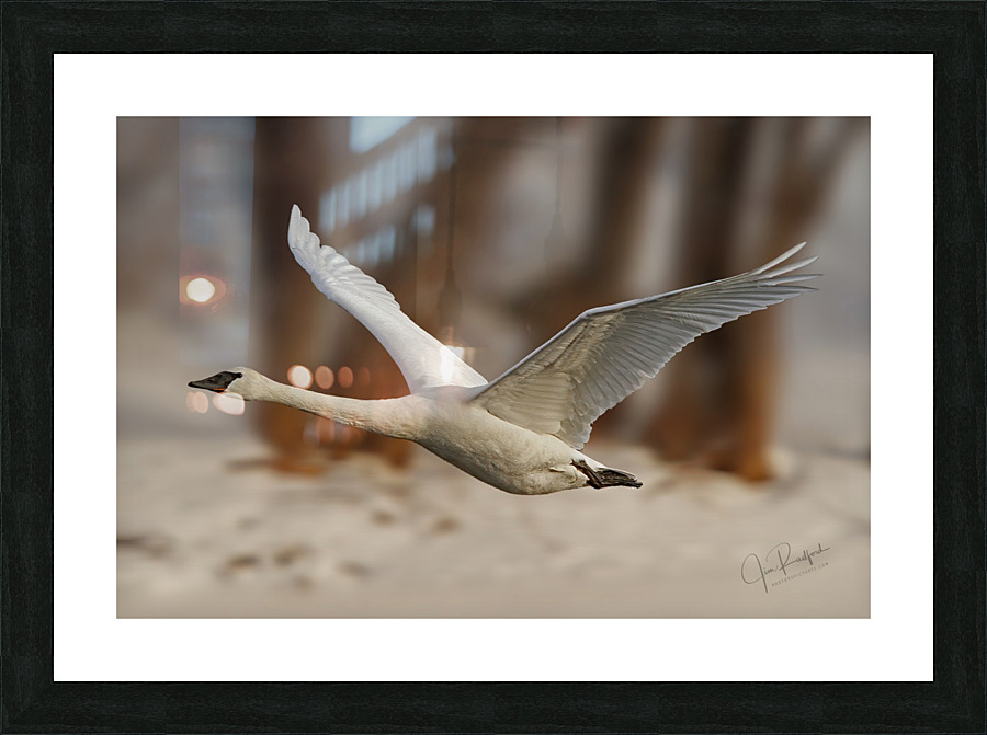 Trumpeter Liftoff Picture Frame print