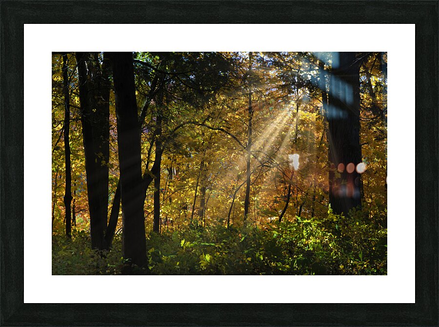 Falling leaves and beams  Picture Frame print