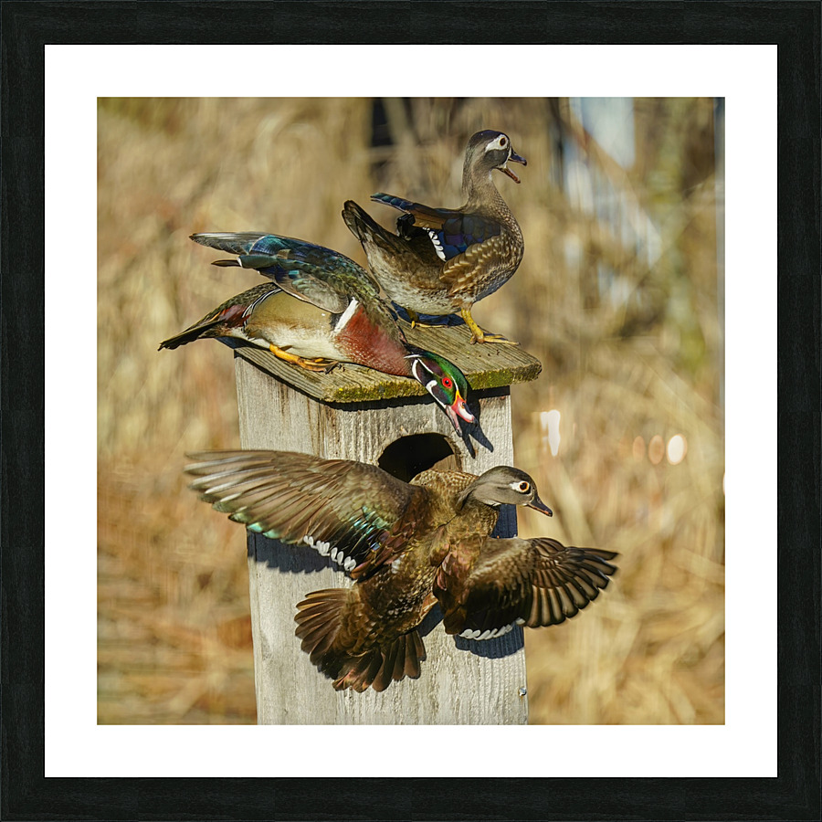 Wood duck squabble Impression et Cadre photo