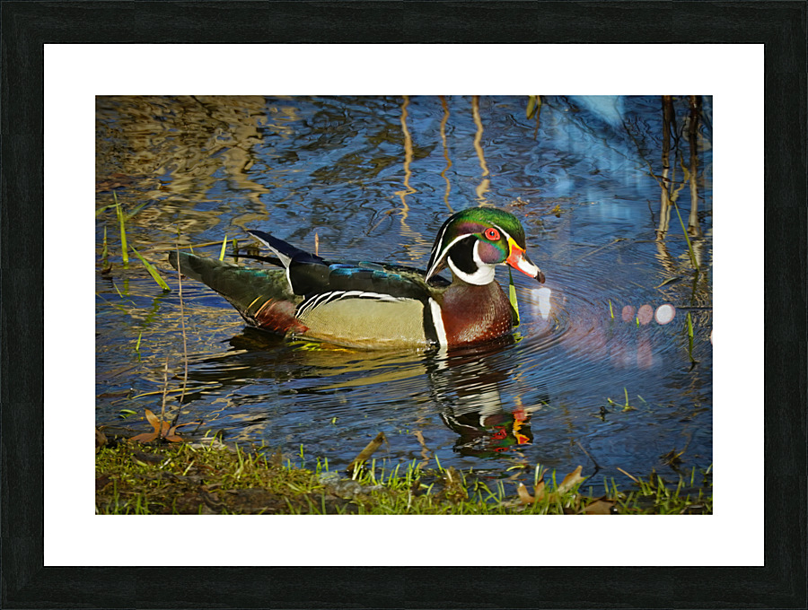 Wood Duck in Minnesota Picture Frame print