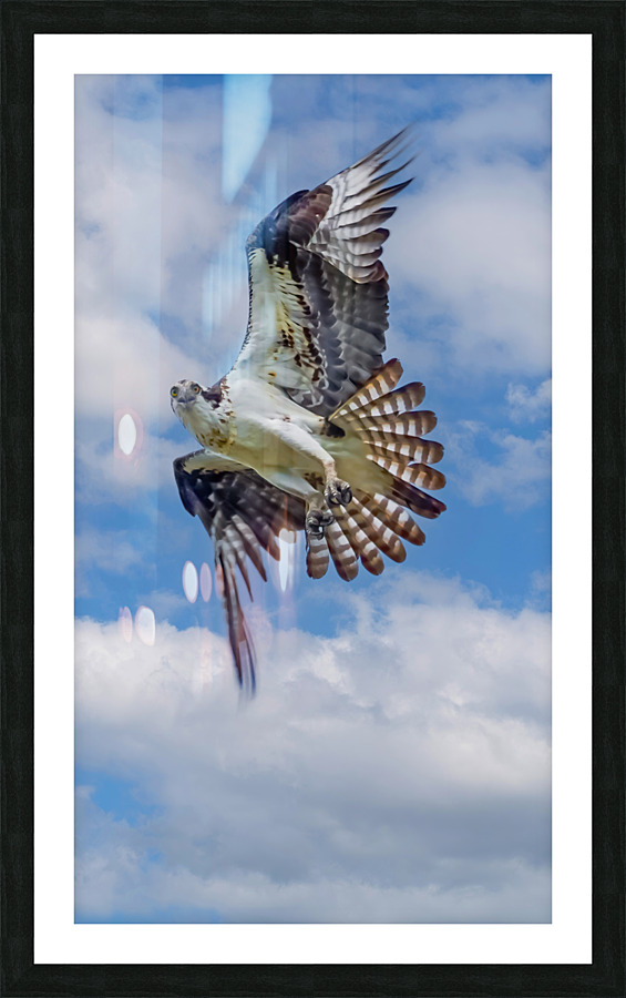 Osprey on the hunt Picture Frame print