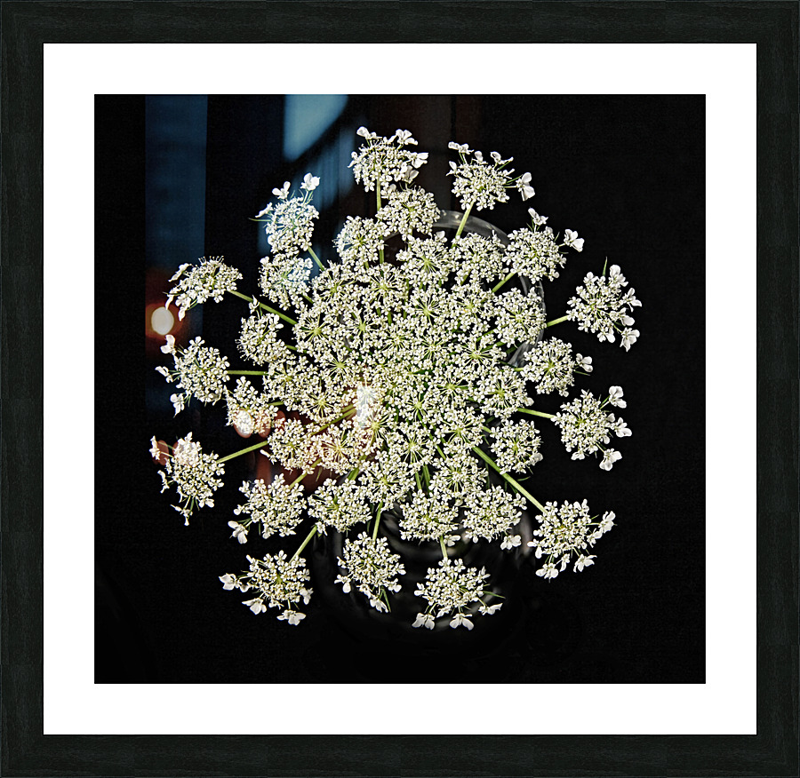 Wild Carrot Wildflower Picture Frame print