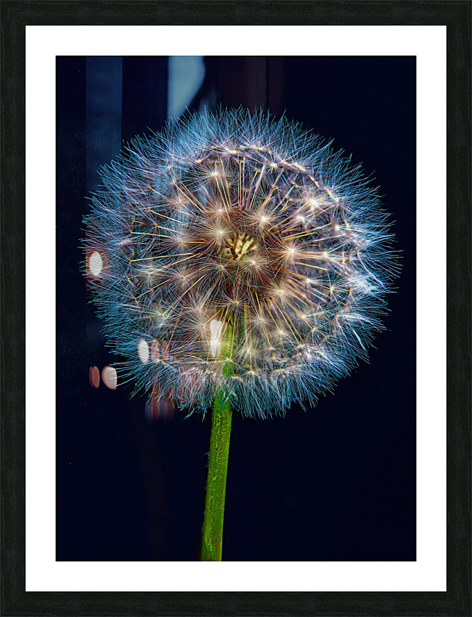 Dandelion Burst Picture Frame print