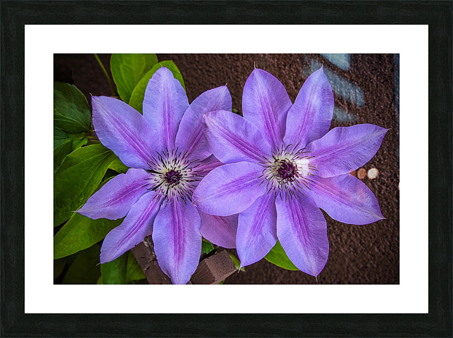 Clematis Flower Picture Frame print