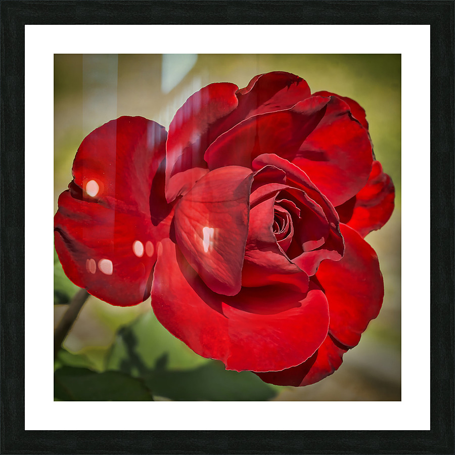 Red Tea Rose Picture Frame print