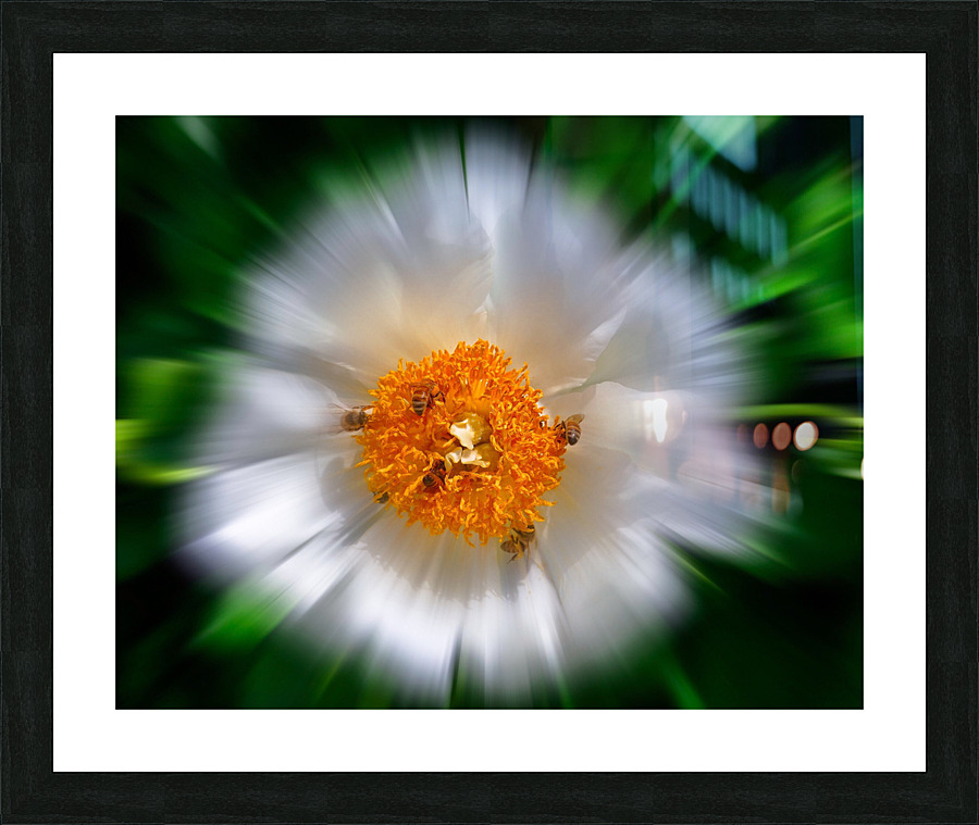 Flower pollinators Picture Frame print